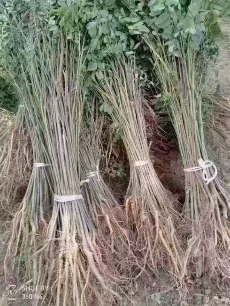 紫穗槐基地种植大量价格低，紫穗槐杯苗处理