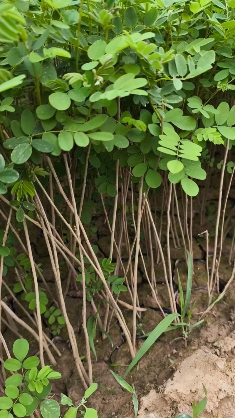 紫穗槐基地种植大量价格低，紫穗槐杯苗处理