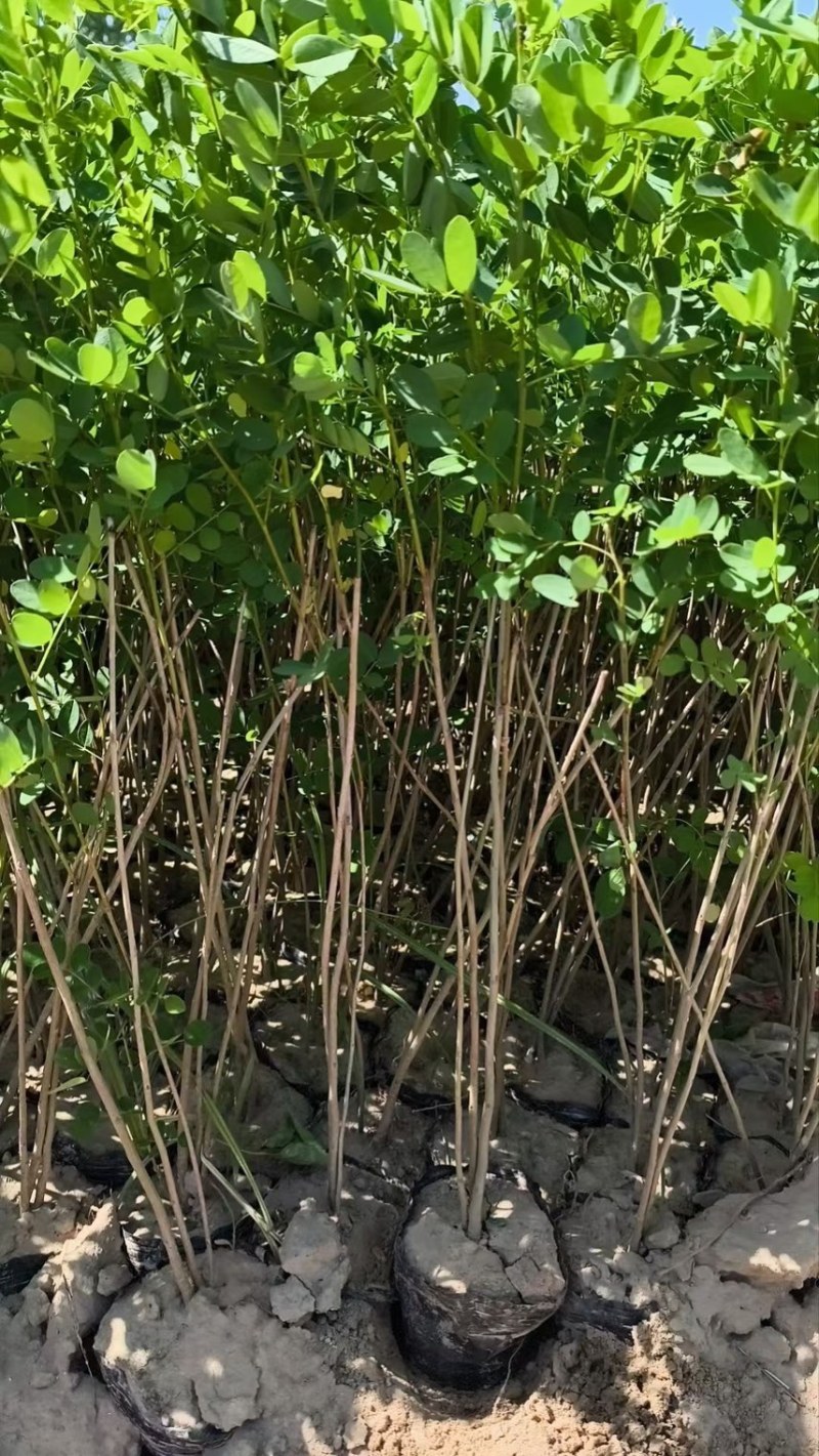 紫穗槐基地种植大量价格低，紫穗槐杯苗处理