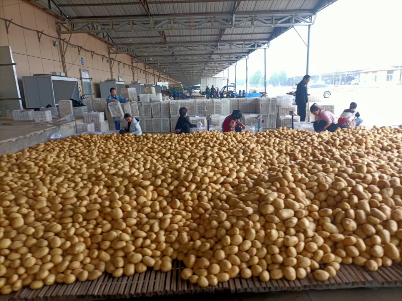 河北昌黎精品冷棚土豆大量上市可供超市电商平台欢迎咨询