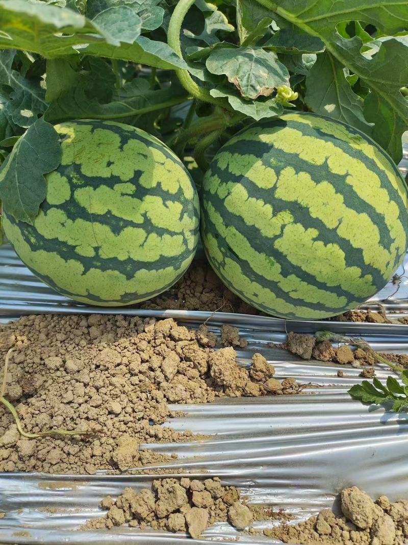 美都西瓜品质好价格优基地直发量大从优欢迎来电