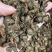丹参片批发丹参茶用中药材原料批发好丹参茶用丹参