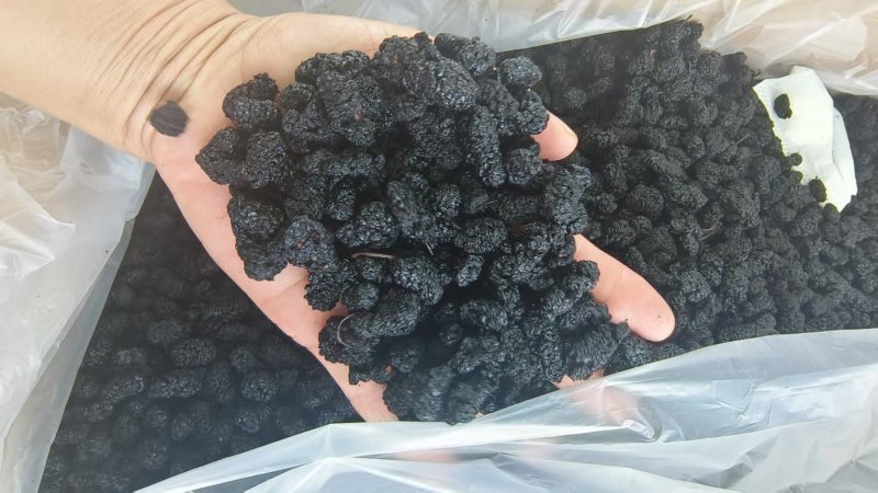 「天然野生特级桑葚干***免洗即食营养健康零食」