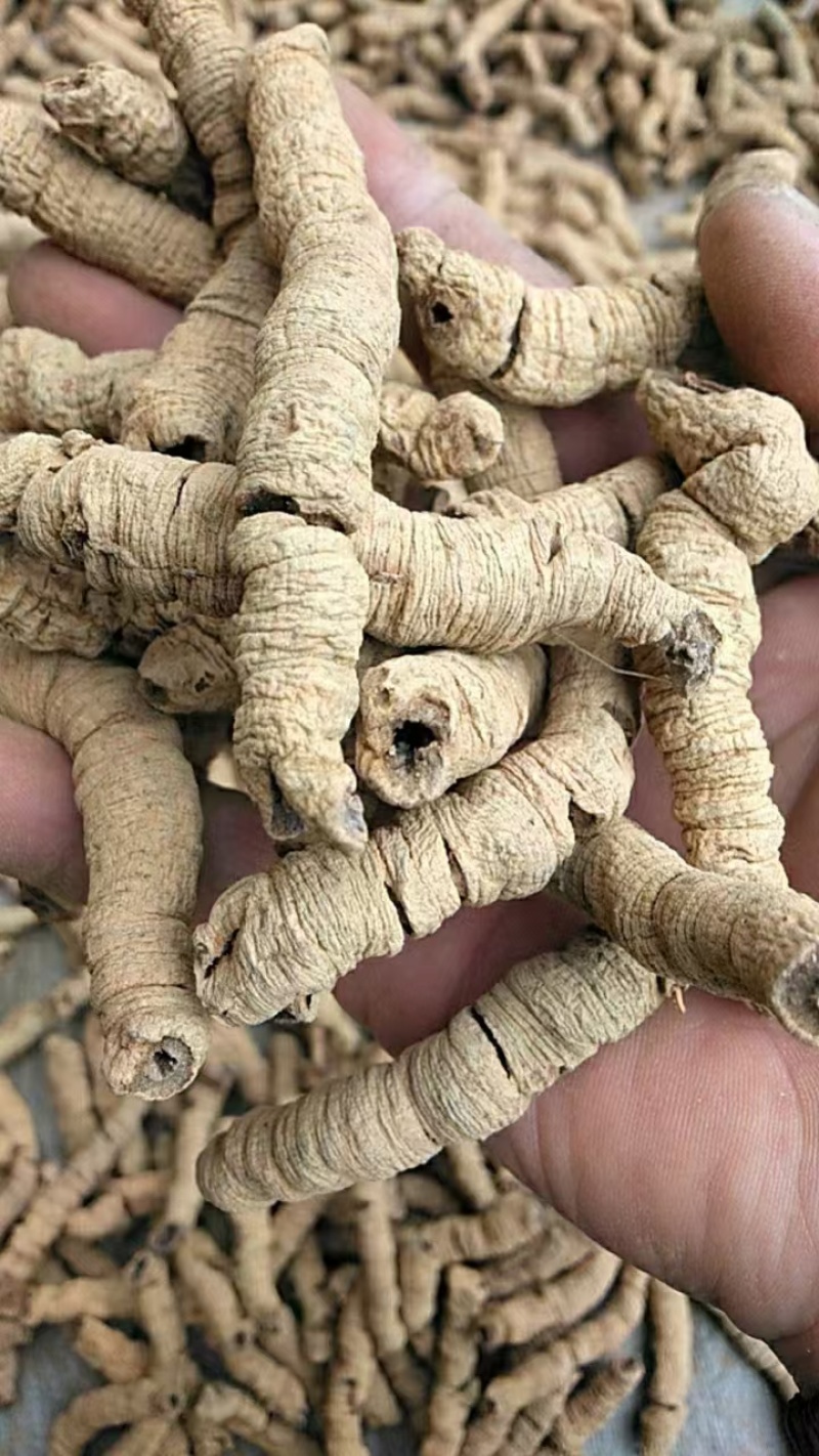 巴戟天，干货鲜货都有质量保证，货源充足。快递包邮。