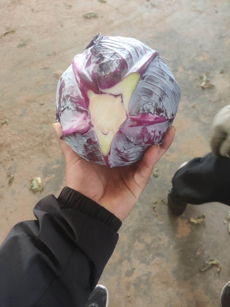 【欢迎来电】河北紫甘蓝，全国各地供应，大量有货！