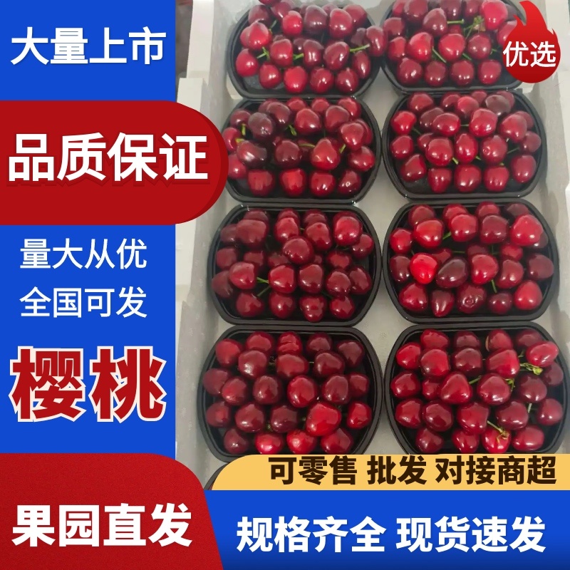 【精品推荐】现摘美早大樱桃一件代发，电微商对接，品质优良