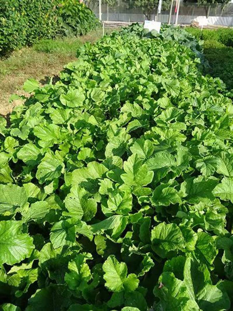 肥田萝卜种植厂家一手货源批发品质保证价格便宜欢迎下单