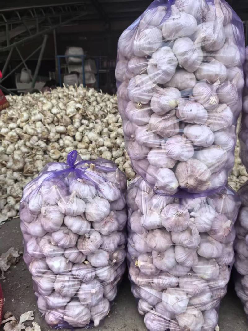 大蒜紫皮蒜河南产区直发保质保量供货