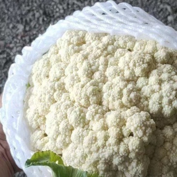 河北昌黎精品有机花大量上市可供超市以及各大市场欢迎咨询