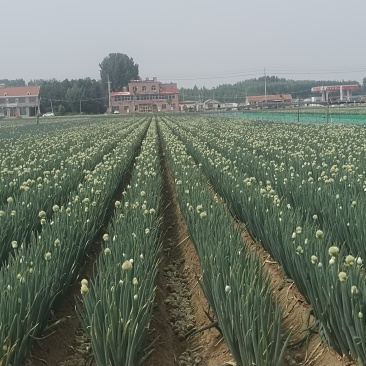 优质大葱大量上市
