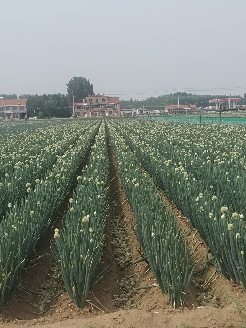 优质大葱大量上市