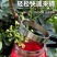 摘花椒神器防止扎手专用采摘机手持式新款剪花椒枸杞
