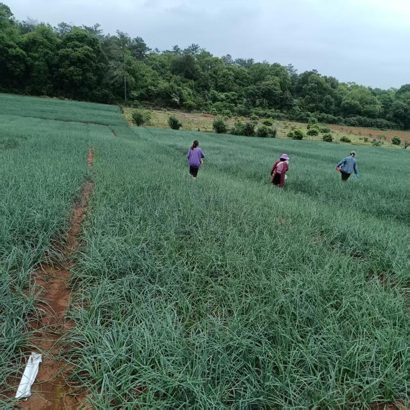 江西优质黄土地藠头万亩基地货好价优优质藠头欢迎采购