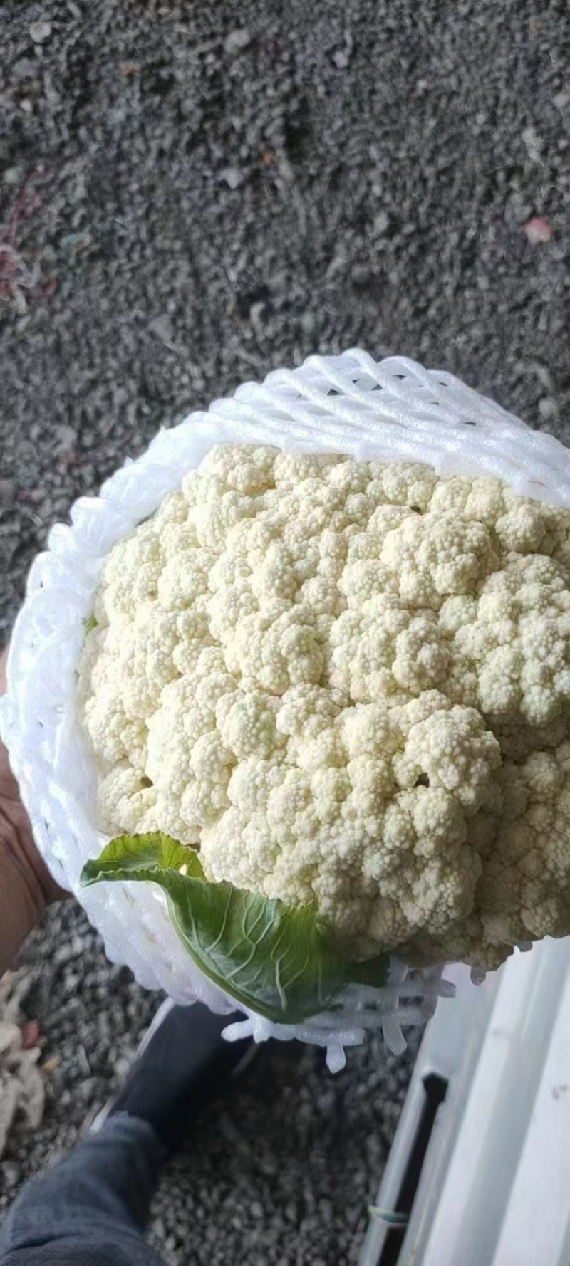 河北昌黎精品有机花大量上市可供超市以及各大市场欢迎咨询