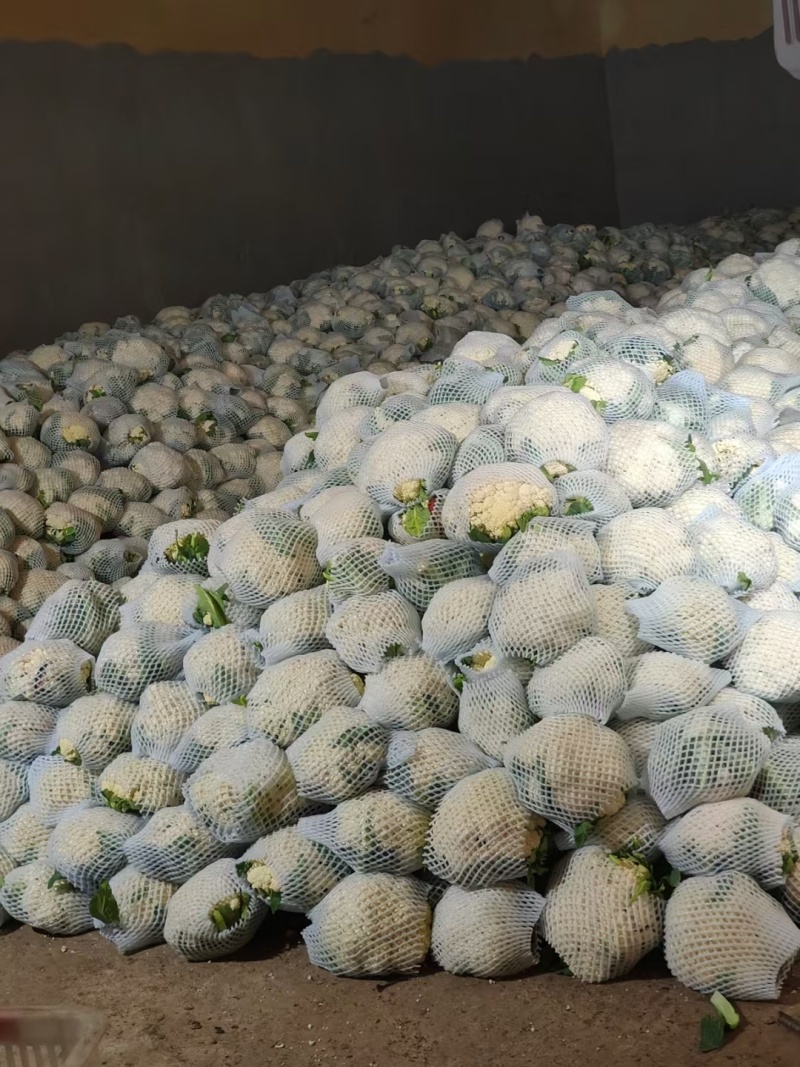 河北昌黎精品有机花大量上市可供超市以及各大市场欢迎咨询