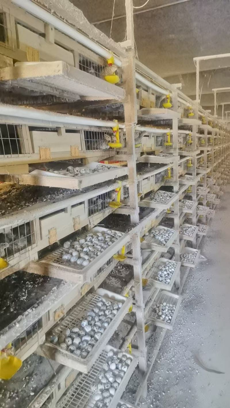 【品质保障】湖南鹌鹑蛋量大优惠对接批发电商商超