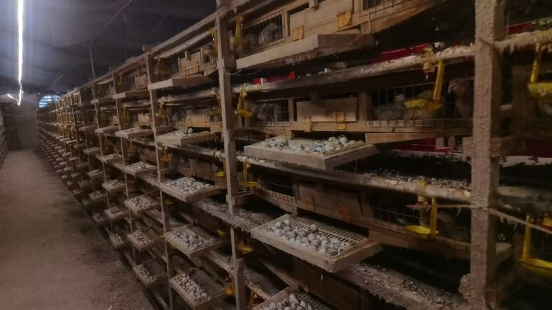 【品质保障】湖南鹌鹑蛋量大优惠对接批发电商商超