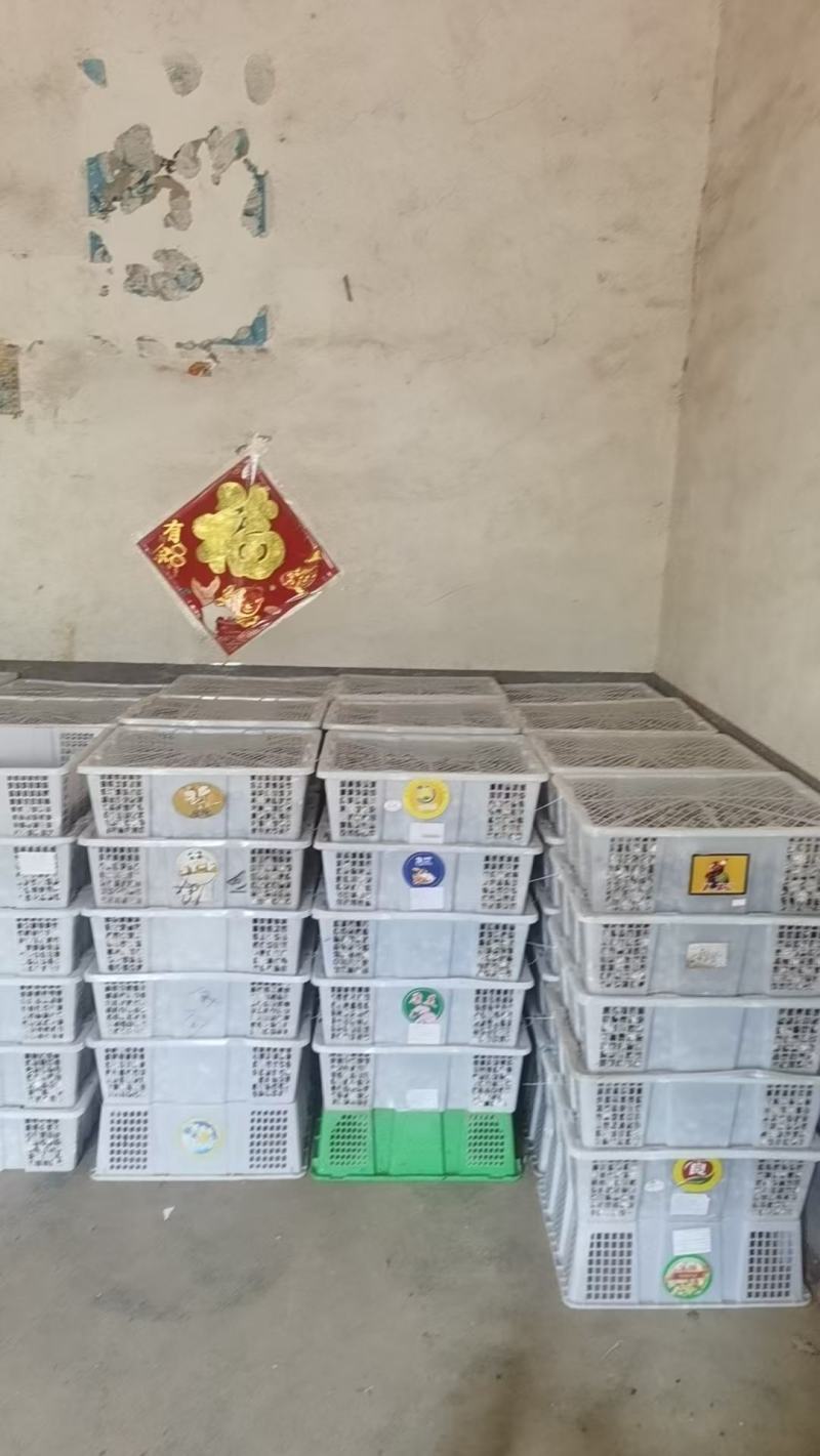 【品质保障】湖南鹌鹑蛋量大优惠对接批发电商商超