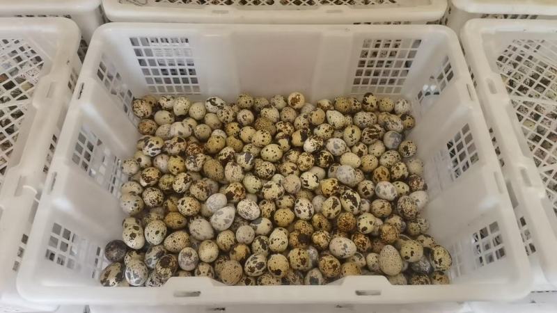 【品质保障】湖南鹌鹑蛋量大优惠对接批发电商商超
