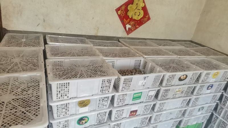 【品质保障】湖南鹌鹑蛋量大优惠对接批发电商商超