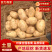 【精品】湖北黄心土豆精品质量，产地一手直发，保质保量