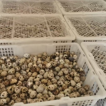 【量大优惠】湖南鹌鹑蛋品质保障对接批发电商商超