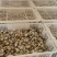 【量大优惠】湖南鹌鹑蛋品质保障对接批发电商商超