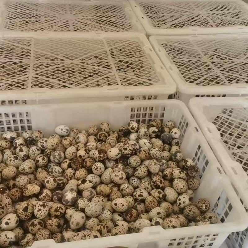 【量大优惠】湖南鹌鹑蛋品质保障对接批发电商商超