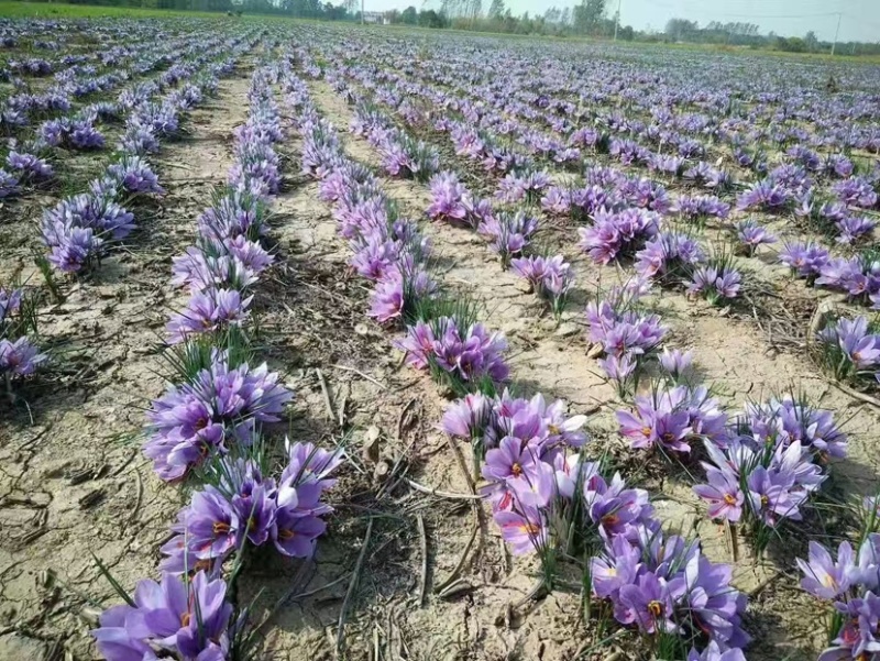 藏红花种球