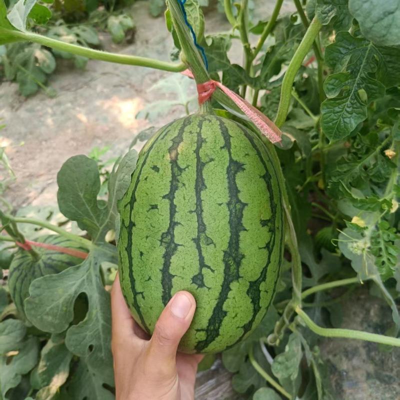 河南L600西瓜大量上市，视频看货对接全国商超市场电商