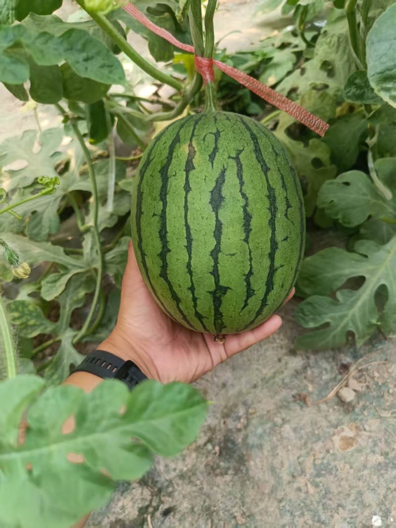 河南L600西瓜大量上市，视频看货对接全国商超市场电商