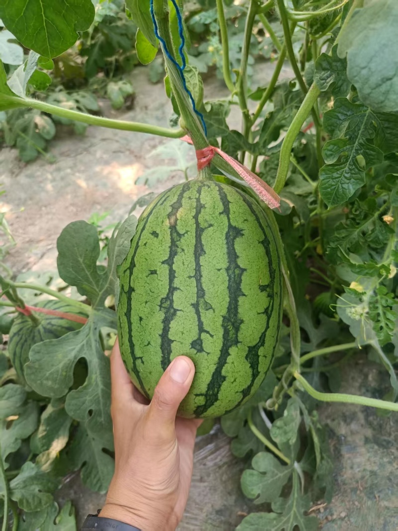 河南L600西瓜大量上市，视频看货对接全国商超市场电商