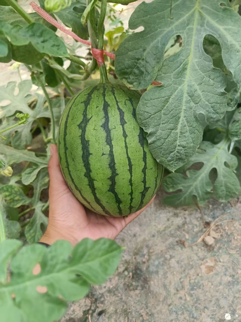 河南L600西瓜大量上市，视频看货对接全国商超市场电商