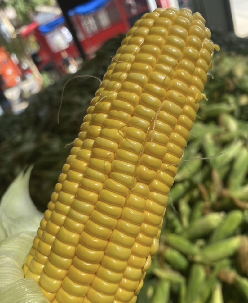 精品河北玉米水果玉米大量供应新鲜采摘量大从优颗粒饱满