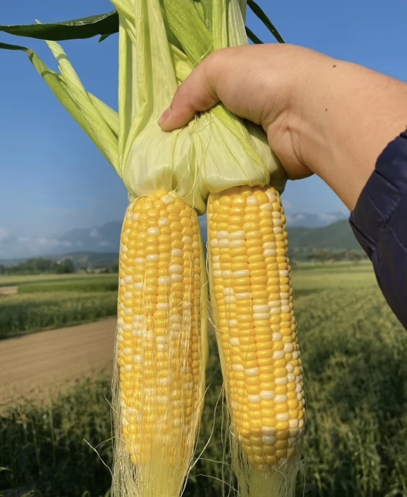 精品河北玉米水果玉米大量供应新鲜采摘量大从优颗粒饱满