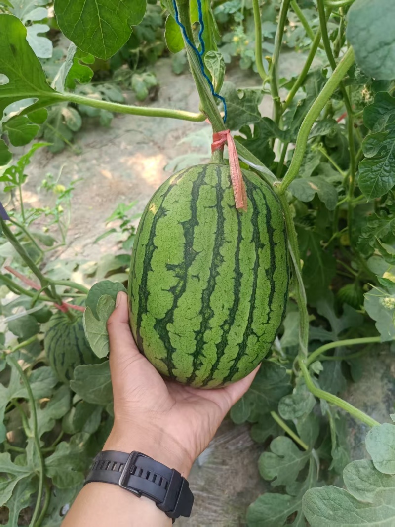 河南L600西瓜大量上市，视频看货对接全国商超市场电商