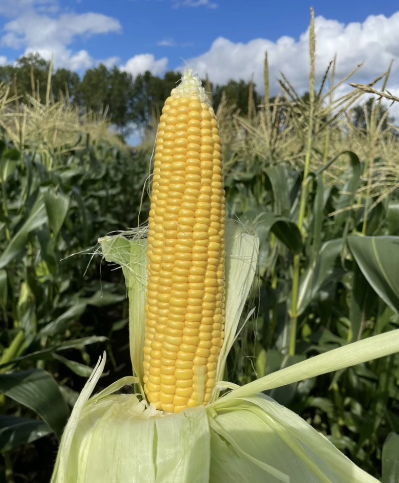 精品河北玉米水果玉米大量供应新鲜采摘量大从优颗粒饱满