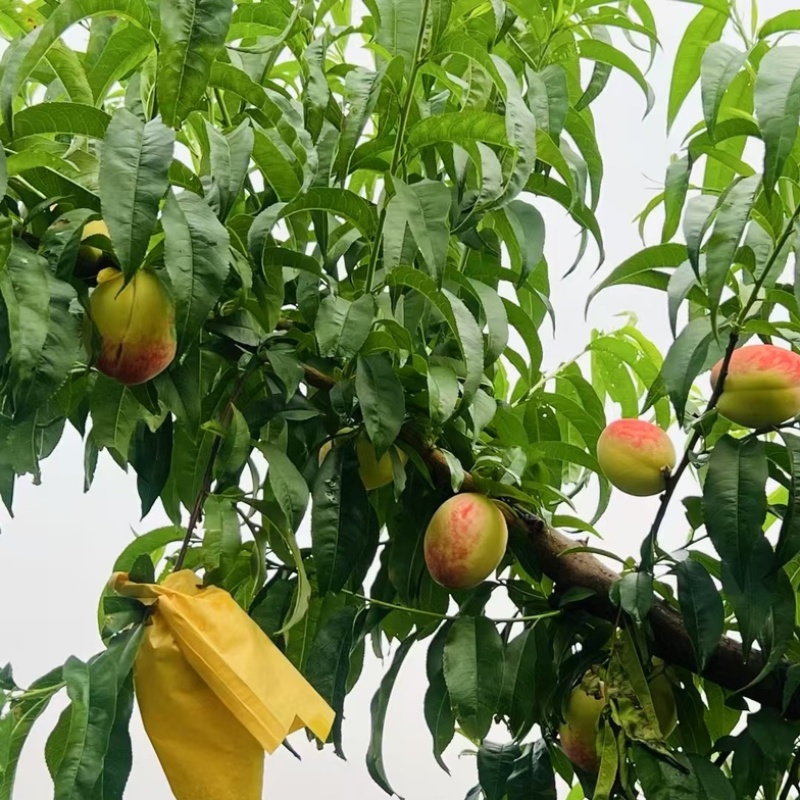 江苏精品阳山水蜜桃，电商代发，规格齐全产地一手货源，