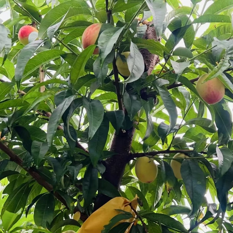 江苏精品阳山水蜜桃，电商代发，规格齐全产地一手货源，