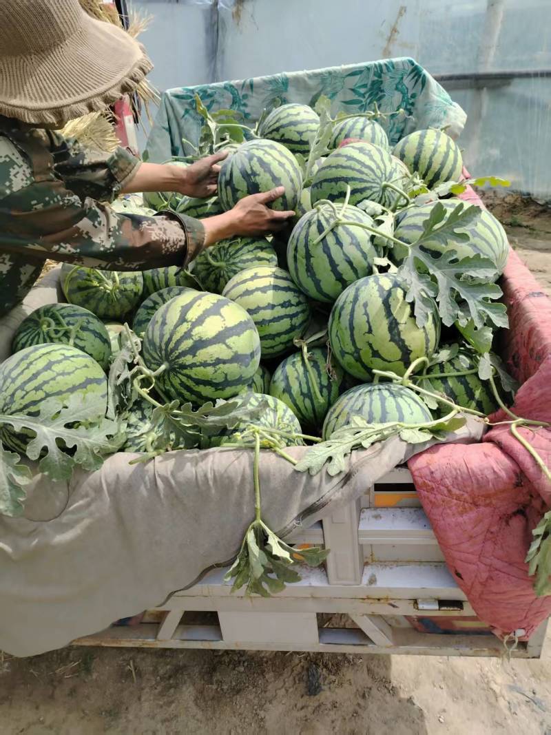 精品麒麟西瓜大量上市质量保证价格美丽诚信经营全国代发