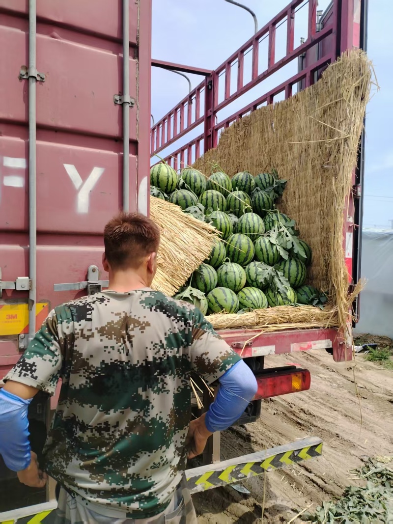 精品麒麟西瓜大量上市质量保证价格美丽诚信经营全国代发