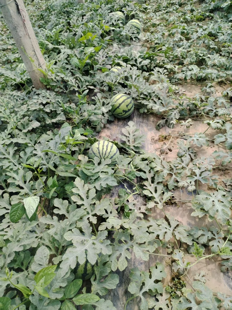 精品麒麟西瓜大量上市质量保证价格美丽诚信经营全国代发