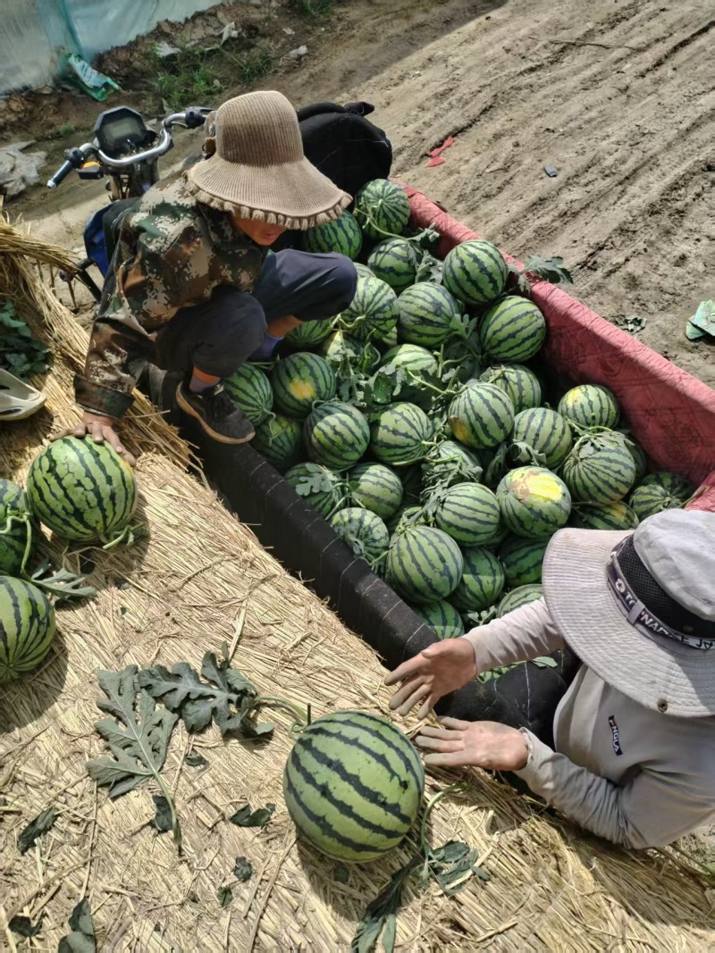 精品麒麟西瓜大量上市质量保证价格美丽诚信经营全国代发