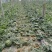 精品麒麟西瓜大量上市质量保证价格美丽诚信经营全国代发