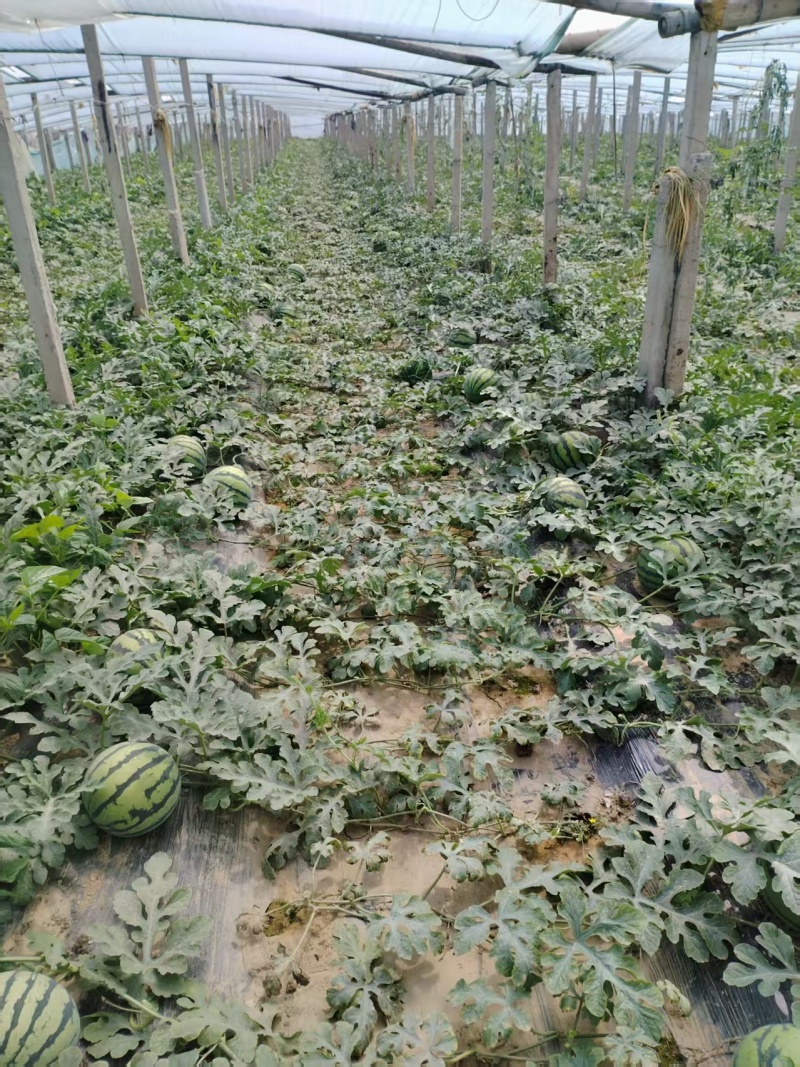 精品麒麟西瓜大量上市质量保证价格美丽诚信经营全国代发