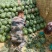 精品麒麟西瓜大量上市质量保证价格美丽诚信经营全国代发
