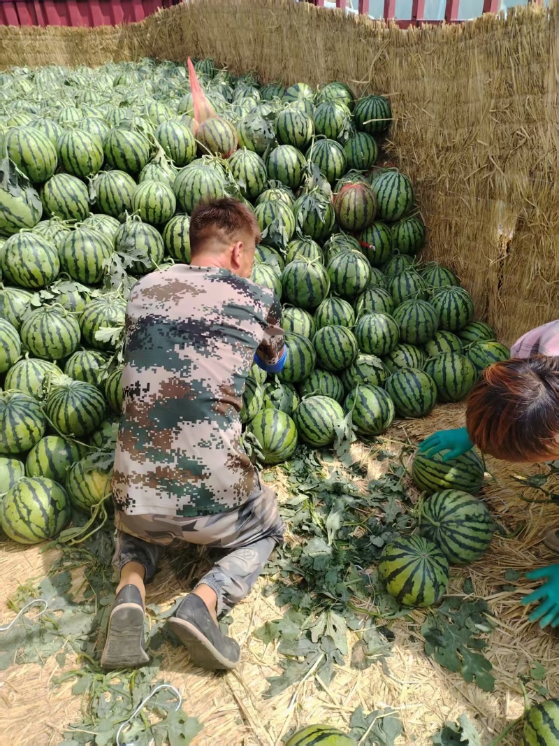精品麒麟西瓜大量上市质量保证价格美丽诚信经营全国代发