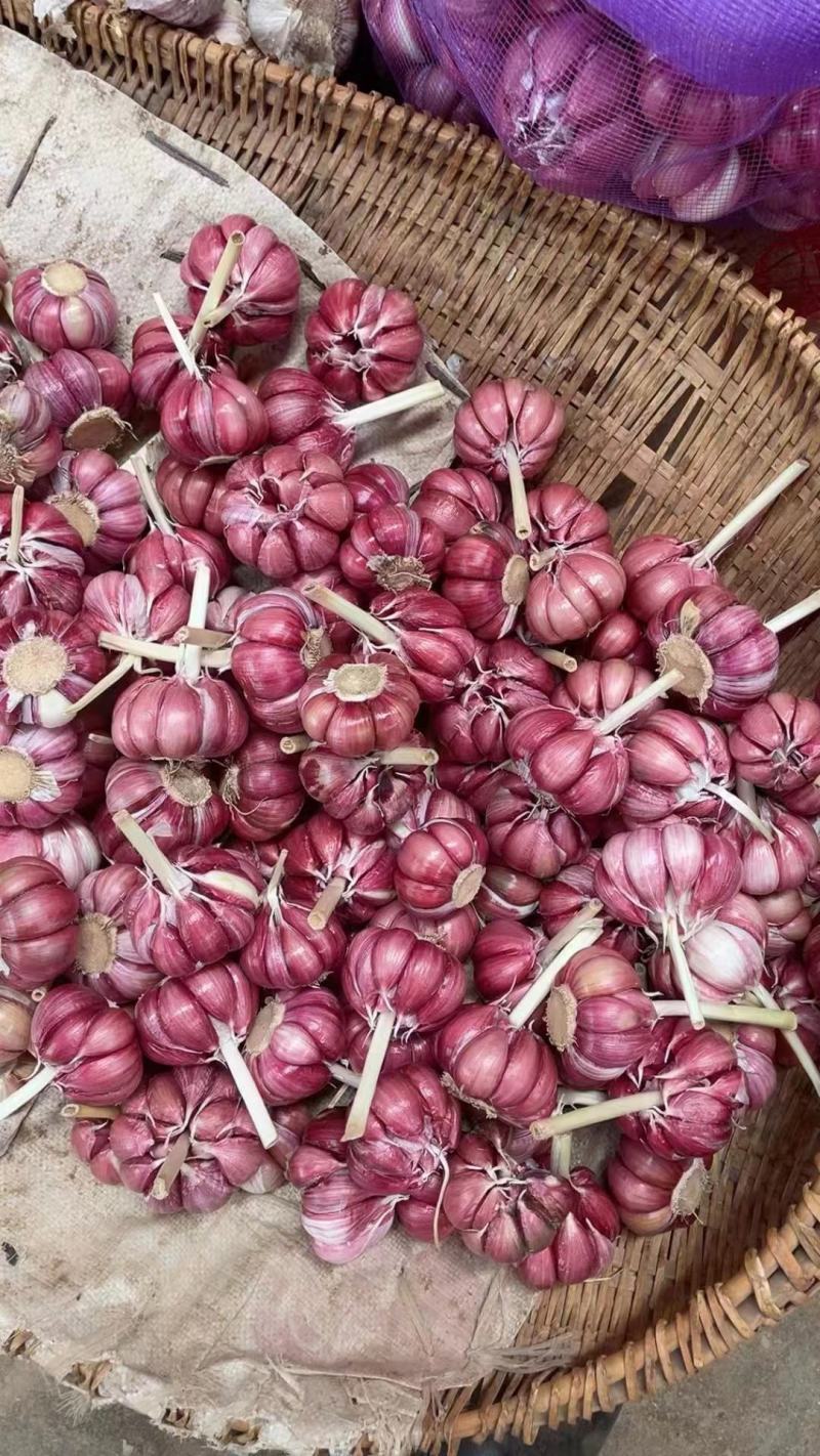 大量供应金乡大蒜价格美丽，常年供应代发全国
