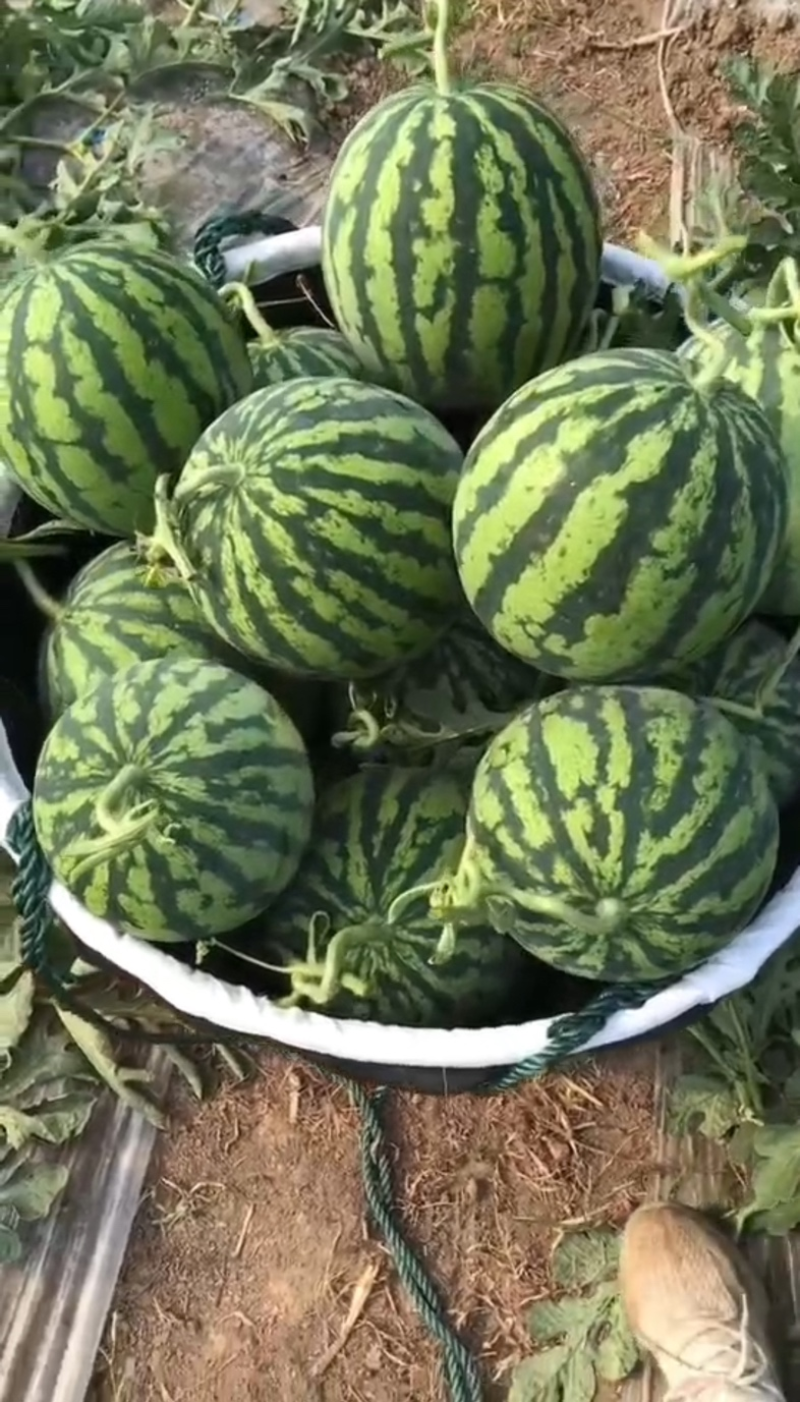 安徽蚌埠美都西瓜保熟保甜，量大从优，产地直发，全国发货