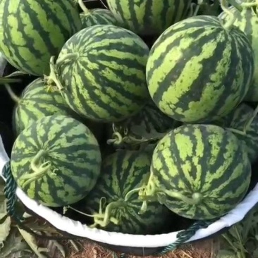 安徽蚌埠美都西瓜保熟保甜，量大从优，产地直发，全国发货